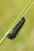 Saturnia (Eudia) pavoniella